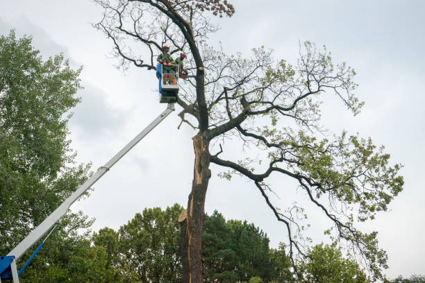 Best Tree Health Inspection  in Fort Lee, NJ