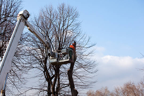 Best Leaf Removal  in Fort Lee, NJ